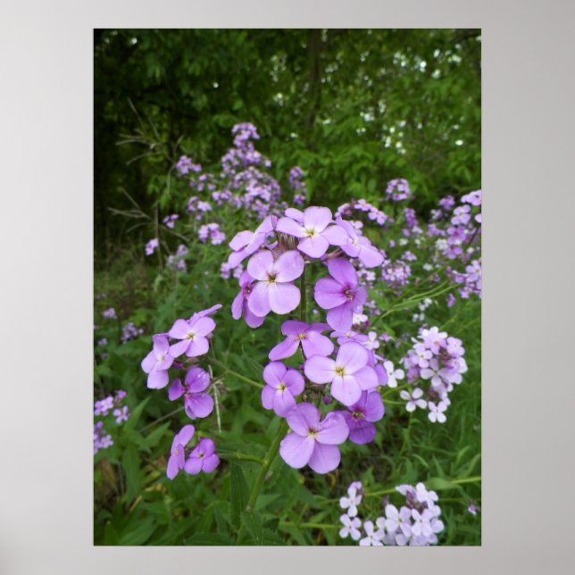 Vild Lila Periwinkle Flower Photogratograf Poster (Framsidan)