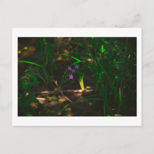 Vild Lila Vatten Forest Flowers Fern Vykort
