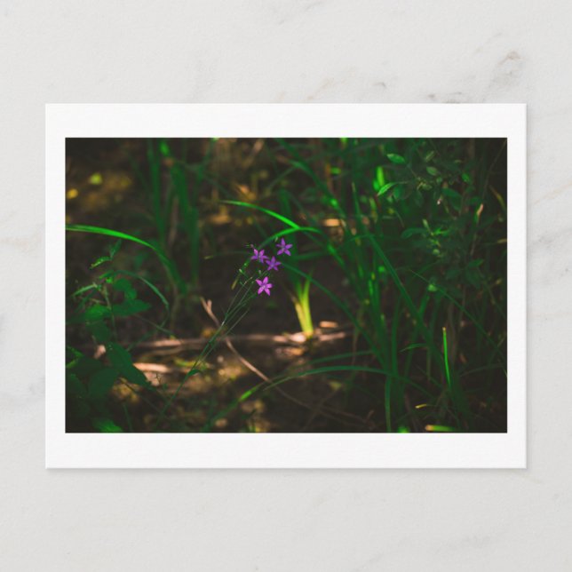 Vild Lila Vatten Forest Flowers Fern Vykort (Framsida)