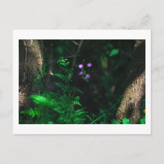 Vild Lila Vatten Forest Flowers Fern Vykort (Framsida)