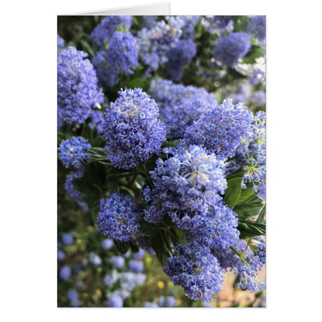 Vild Lilacs Hälsningskort (Framsidan)