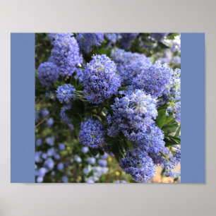 Vild Lilacs Poster