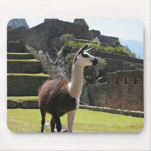 Vild Llama Near Ruins Musmatta
