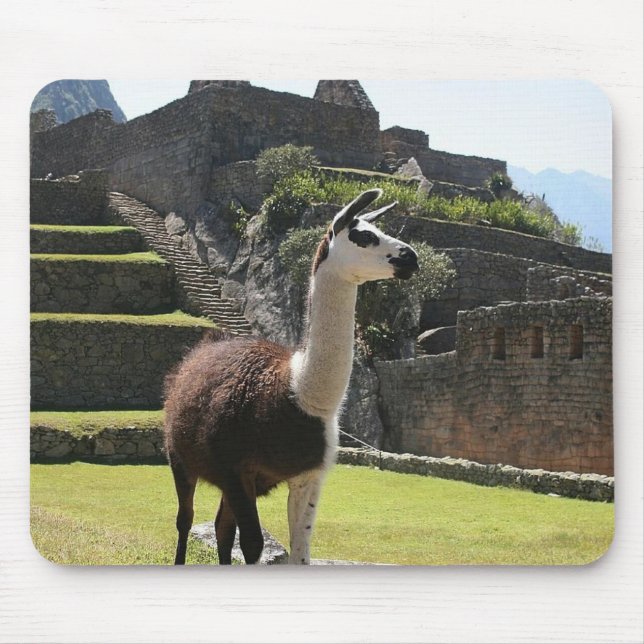 Vild Llama Near Ruins Musmatta (Framsidan)