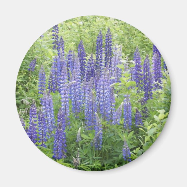Vild Lupine Magnet (Framsidan)