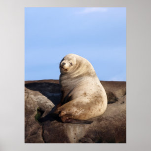 Vild Male Steller Sea Lejon - Konsthantverk Poster