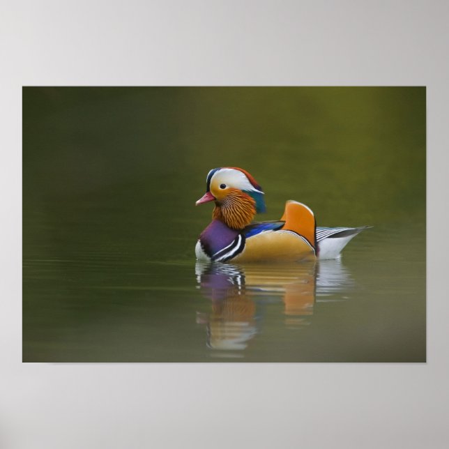 Vild mandarinand (Aix galericulata) på mörk Poster (Framsidan)