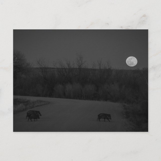 vild måne vykort (Framsida)