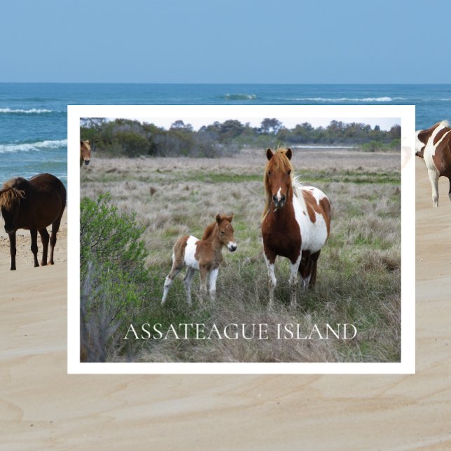 Vild Mare and Foal, Assateague Vykort (Skapare uppladdad)