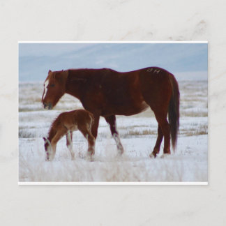 Vild Mare med Baby i Utah Desert in Winter Vykort