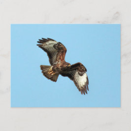 Vild Mäusebussard (Common Buzzard; Buteo buteo) Vykort