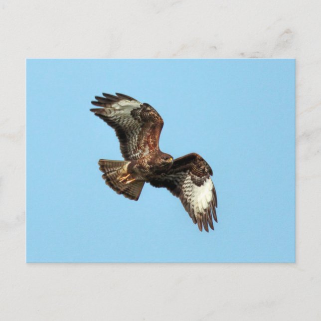 Vild Mäusebussard (Common Buzzard; Buteo buteo) Vykort (Framsida)