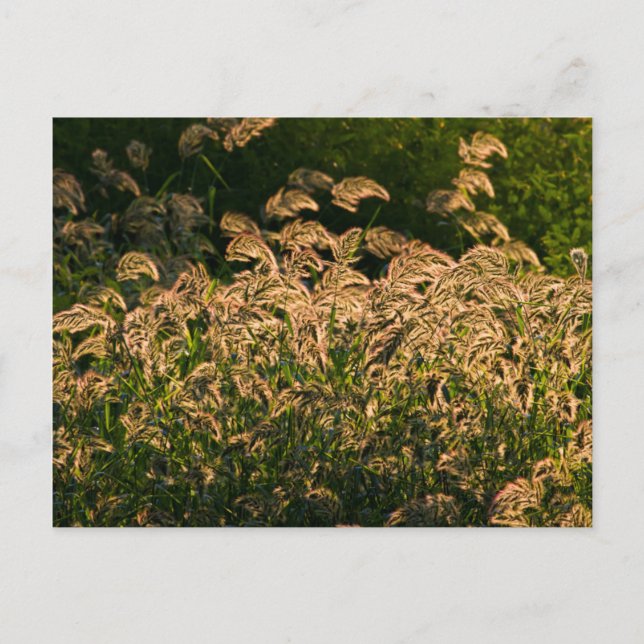 Vild Millet (Panicum Sp.) Odling i våtland Vykort (Framsida)