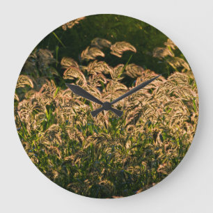 Vild Millet (Panicum Sp.) Odling i våtmark Stor Klocka