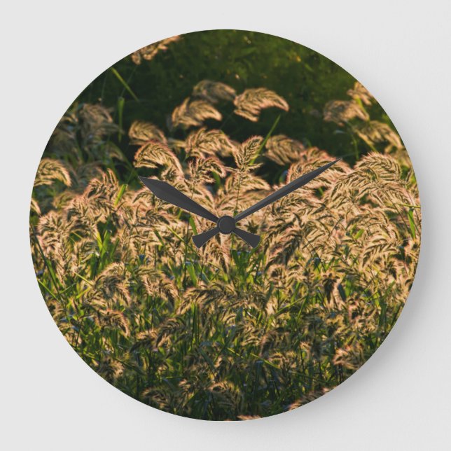 Vild Millet (Panicum Sp.) Odling i våtmark Stor Klocka (Framsida)