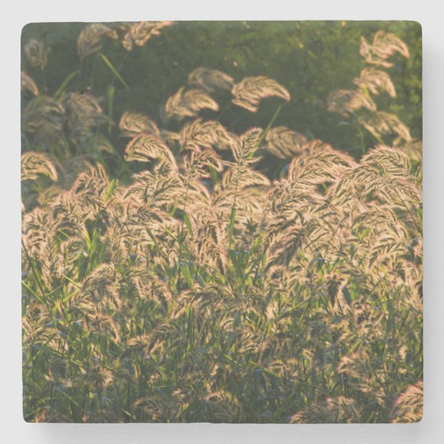 Vild Millet (Panicum Sp.) Odling i våtmark Underlägg Sten (Framsidan)