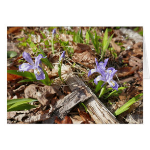 Vild Miniature Irises Hälsningskort