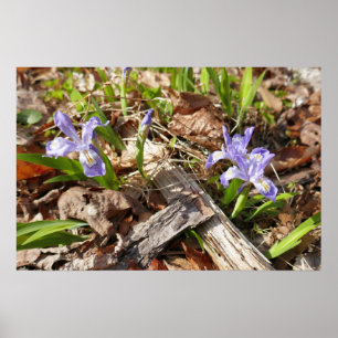 Vild Miniature Irises Poster