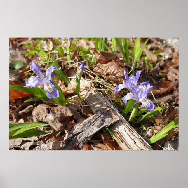 Vild Miniature Irises Poster (Framsidan)
