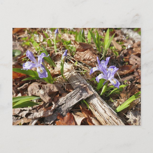Vild Miniature Irises Vykort (Framsida)
