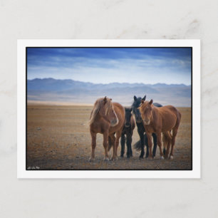 Vild Mongolisk häst, Gobi Desert-vykort Vykort
