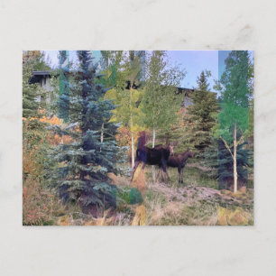 Vild Moose i vyoming vycard Vykort