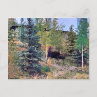 Vild Moose i vyoming vycard Vykort
