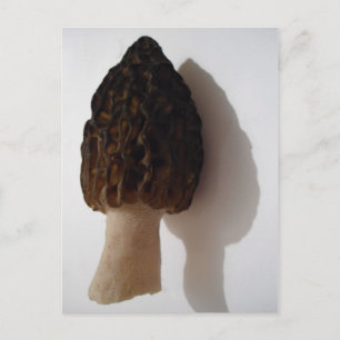 Vild Morel Mushroom vykort