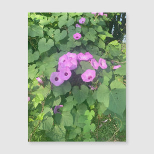 Vild Morgons Glories Magnet