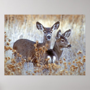 Vild Mule Hjort Pair Kalifornien Poster