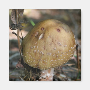 Vild Mushroom Natature Photo Magnet