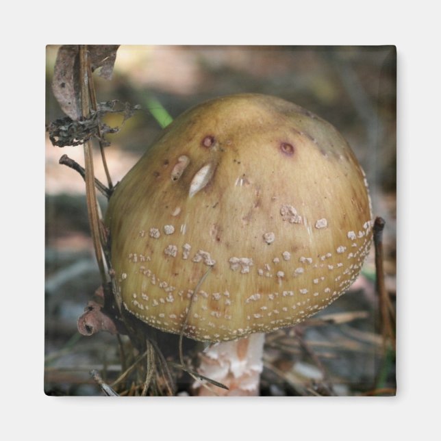 Vild Mushroom Natature Photo Magnet (Framsidan)