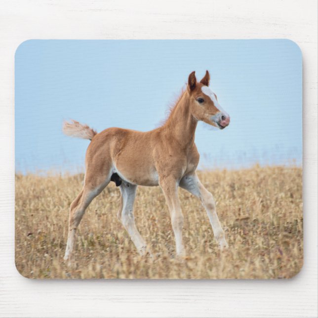 Vild Mustang Foal Musmatta (Framsidan)