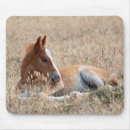 Vild Mustang Foal Musmatta