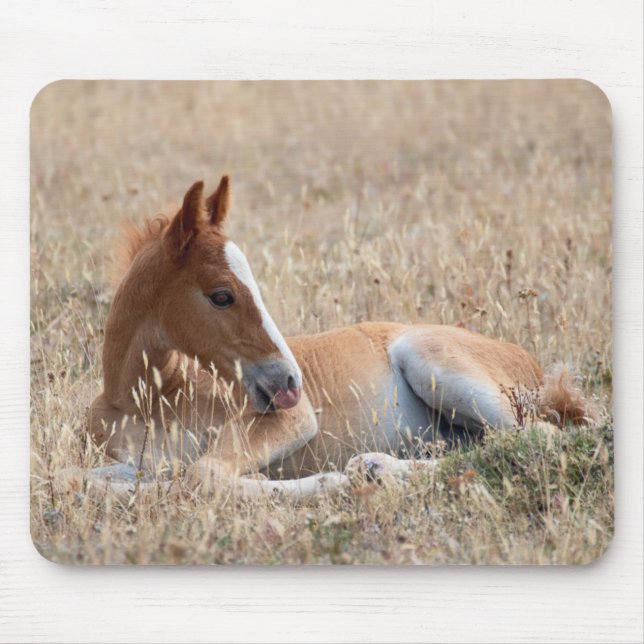 Vild Mustang Foal Musmatta (Framsidan)