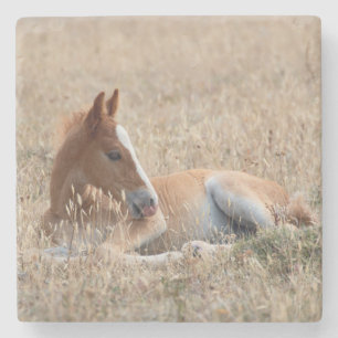 Vild Mustang Foal Vild Horse Stenunderlägg