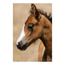 Vild Mustang-fölunge - Apollo