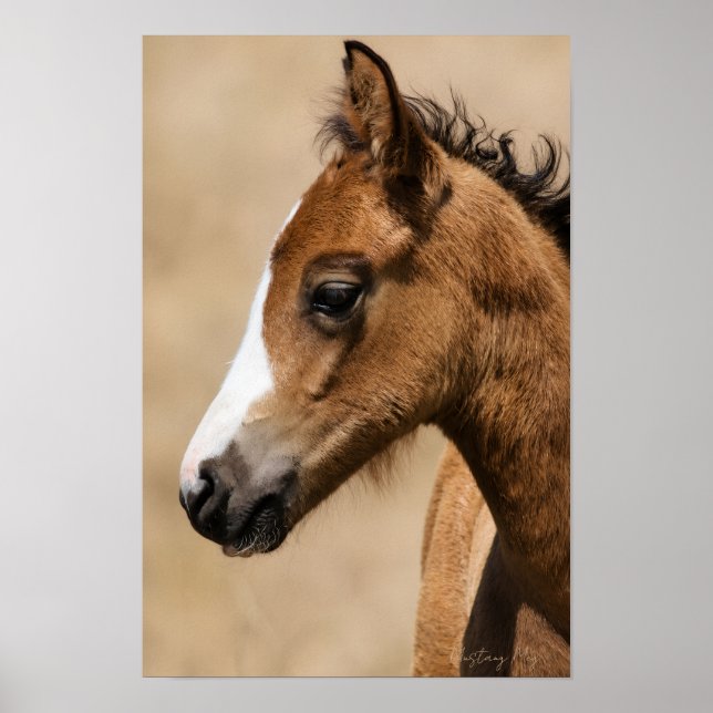 Vild Mustang-fölunge - Apollo  Poster (Framsidan)