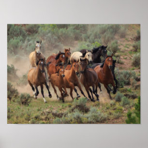 Vild Mustang Herd Poster