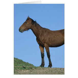 Vild Mustang Horse Hälsningskort