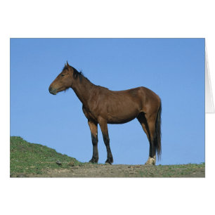 Vild Mustang Horse Hälsningskort