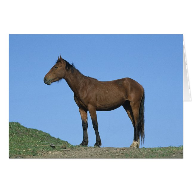 Vild Mustang Horse Hälsningskort (Framsidan Horizontal)