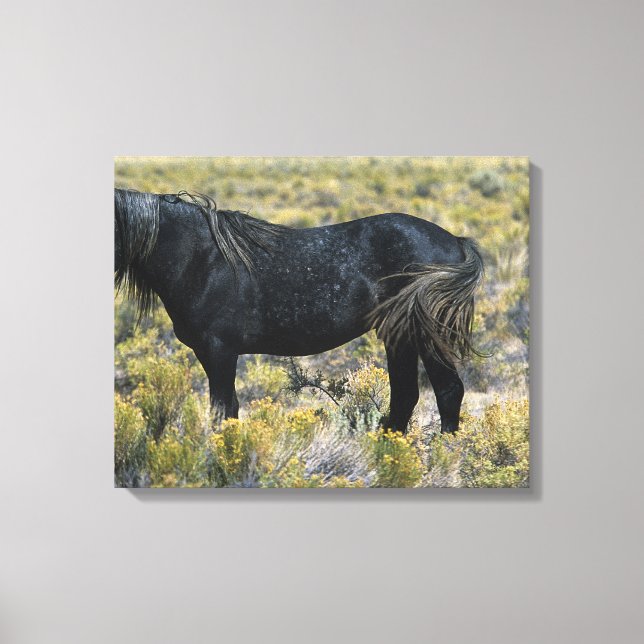 Vild Mustang Horse i öknen Canvastryck (Framsida)