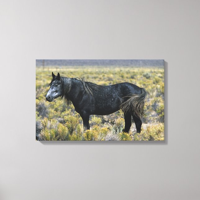 Vild Mustang Horse i öknen Canvastryck (Framsida)
