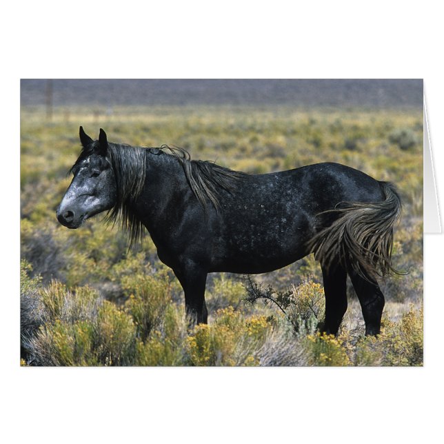 Vild Mustang Horse i öknen Hälsningskort (Framsidan Horizontal)