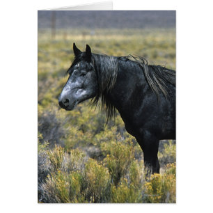 Vild Mustang Horse i öknen Hälsningskort
