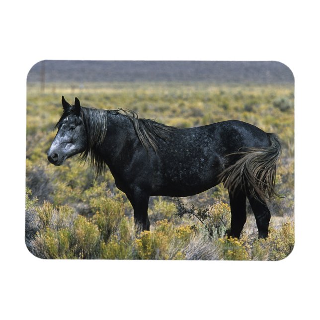 Vild Mustang Horse i öknen Magnet (Horisontell)