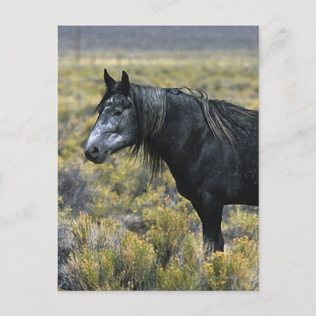 Vild Mustang Horse i öknen Vykort (Framsida)