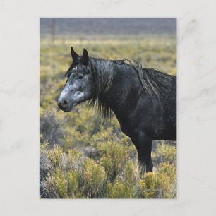 Vild Mustang Horse i öknen Vykort