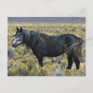 Vild Mustang Horse i öknen Vykort